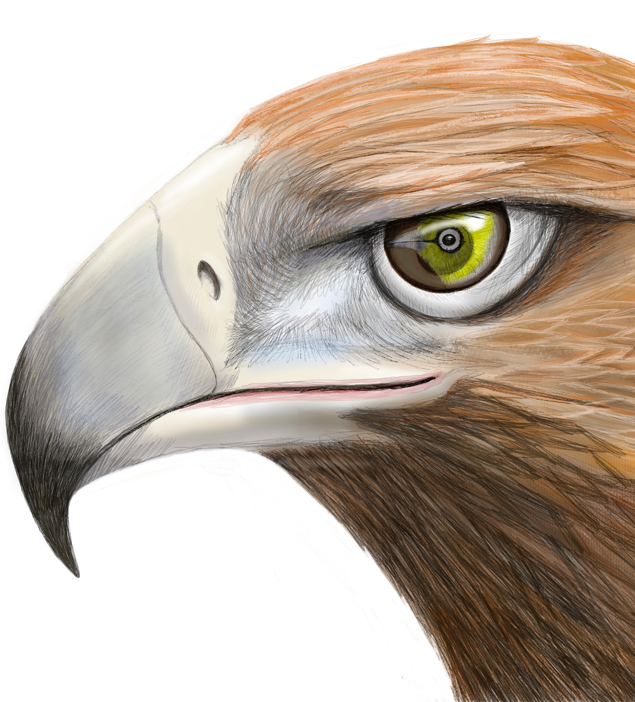 Illustration pages by Elizabeth Hawkes